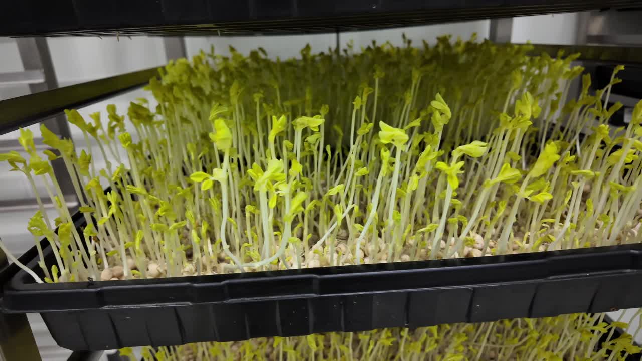Nachhaltiges Grün in einer modernen Indoor-Farm