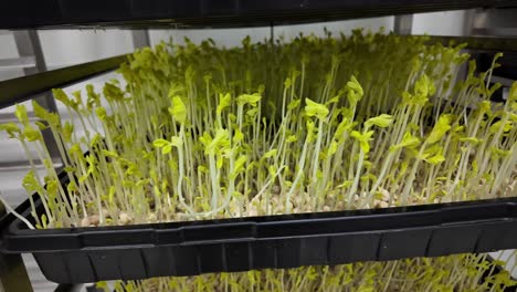 sustainable greenery inside a modern indoor farm
