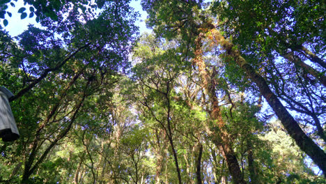 árboles forestales. naturaleza verde madera luz del sol y cielo