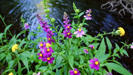forest creek with colorful flowers