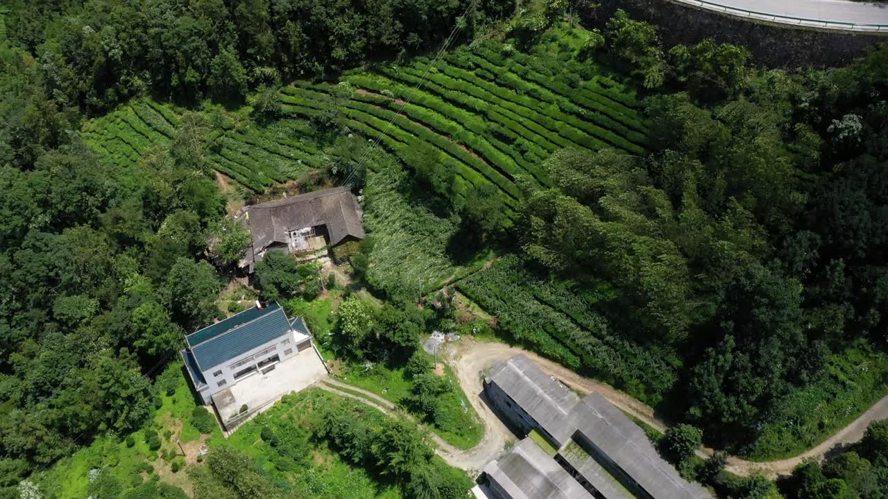 Veduta aerea delle piantagioni di tè nella provincia di Hebei