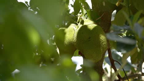panning view of jackfruit on tree panning around leaves in foreground displaying it's green skin and spikes leaves on tree base of trunk in botanical garden