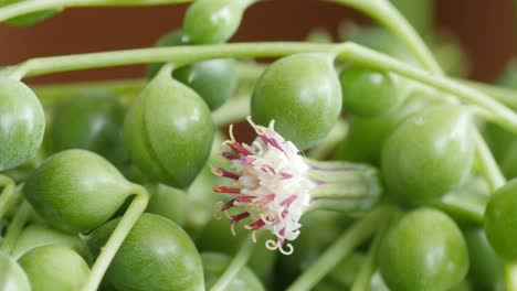 꽃이 있는 세네시오 로울레야누스 (senecio rowleyanus) 는 진주줄 또는 구슬줄로 알려져 있다.