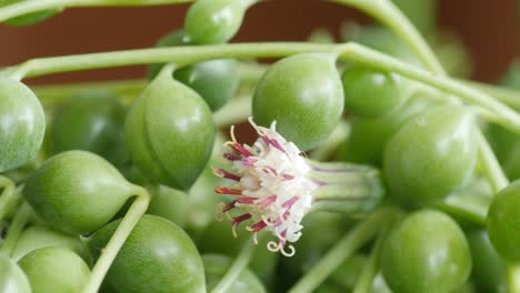 senecio rowleyanus with flower, known as string of pearls or string of beads