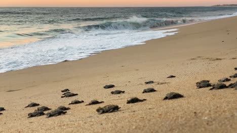 baby leatherback turtle release, todos santos, mexico