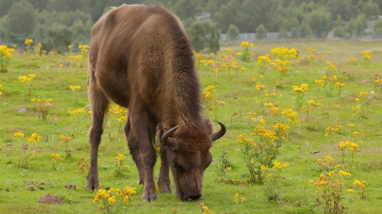 European bison calmly grazes among wildflowers in a lush, sunlit Highland grassland