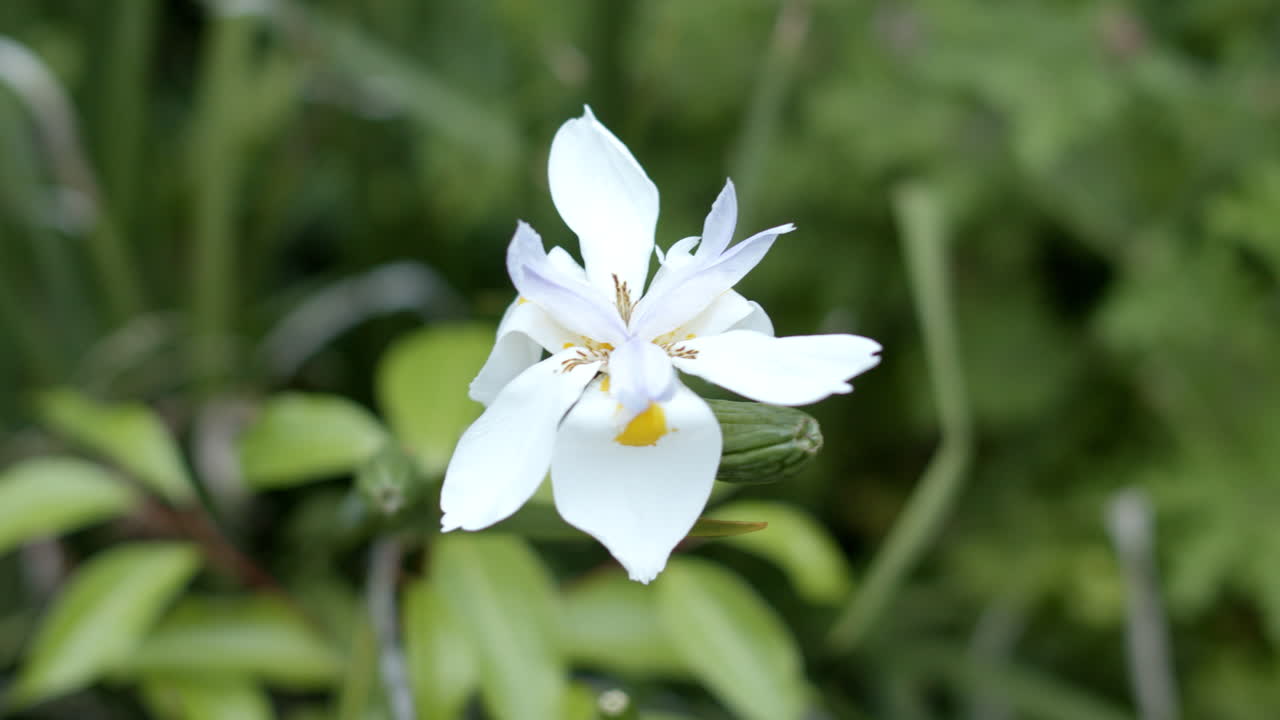 Fiore bianco all'aperto in 4k