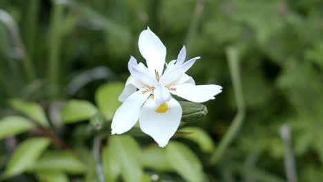 outdoor white flower in 4k