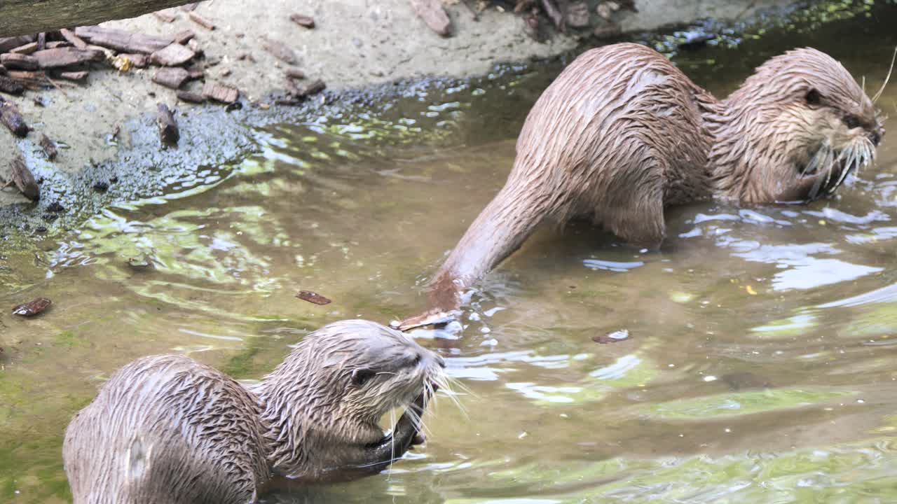 toma en cámara lenta de dos víboras de nutria cazando peces en el río durante el día soleado, de cerca