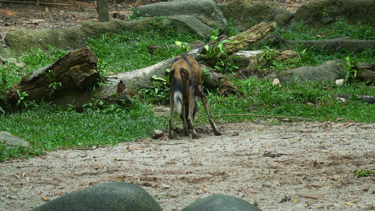 アフリカリカオン（Lycaon pictus）が縄張りをマーキングしながら匂いを嗅ぎ回るクローズアップショット。