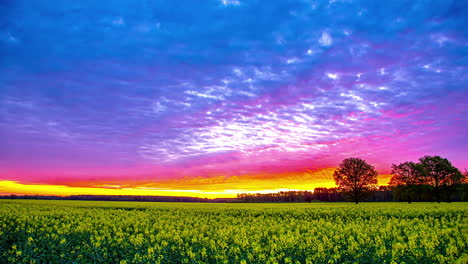 Timelapse-Colorido-Del-Cielo-Del-Atardecer-Con-Nubes-Iluminadas-Sobre-El-Campo-De-Colza