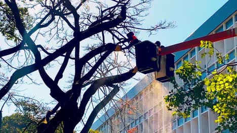 tree surgeons stand on their cherry picker and trim a tall tree with a chainsaw