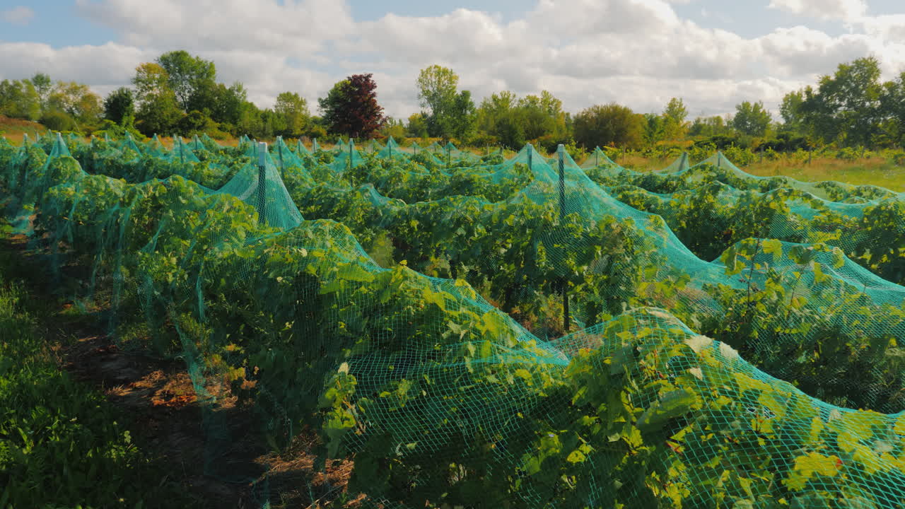 포도 익은 새에 대한 보호 네트워크 보호