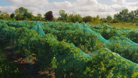 Grapes-Ripen-Sheltered-Network-Protection-Against-Birds