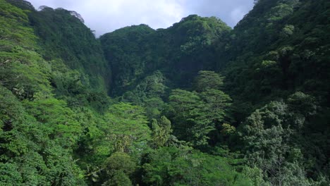 aerial view of lush tropical rainforest valley