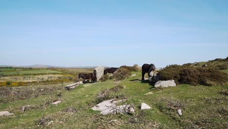 Juckreiz-Und-Kratzen-An-Den-Granitfelsen,-Wilde-Dartmoor-Ponys,-Die-Agiants-Felsen-Reiben