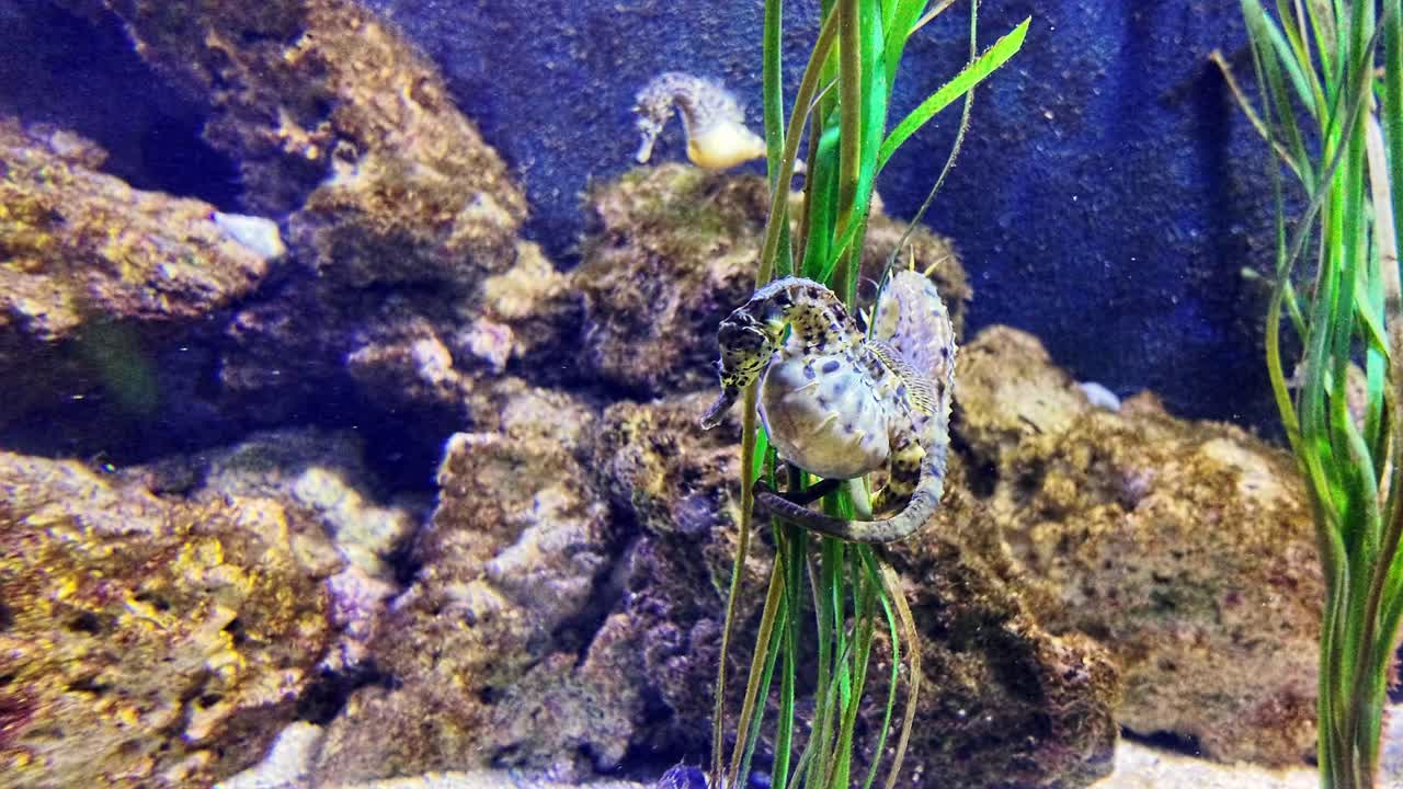 Seahorses in an Aquarium