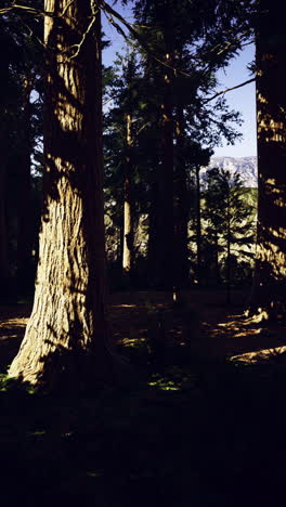 majestic forest landscape at twilight revealing natures tranquil beauty