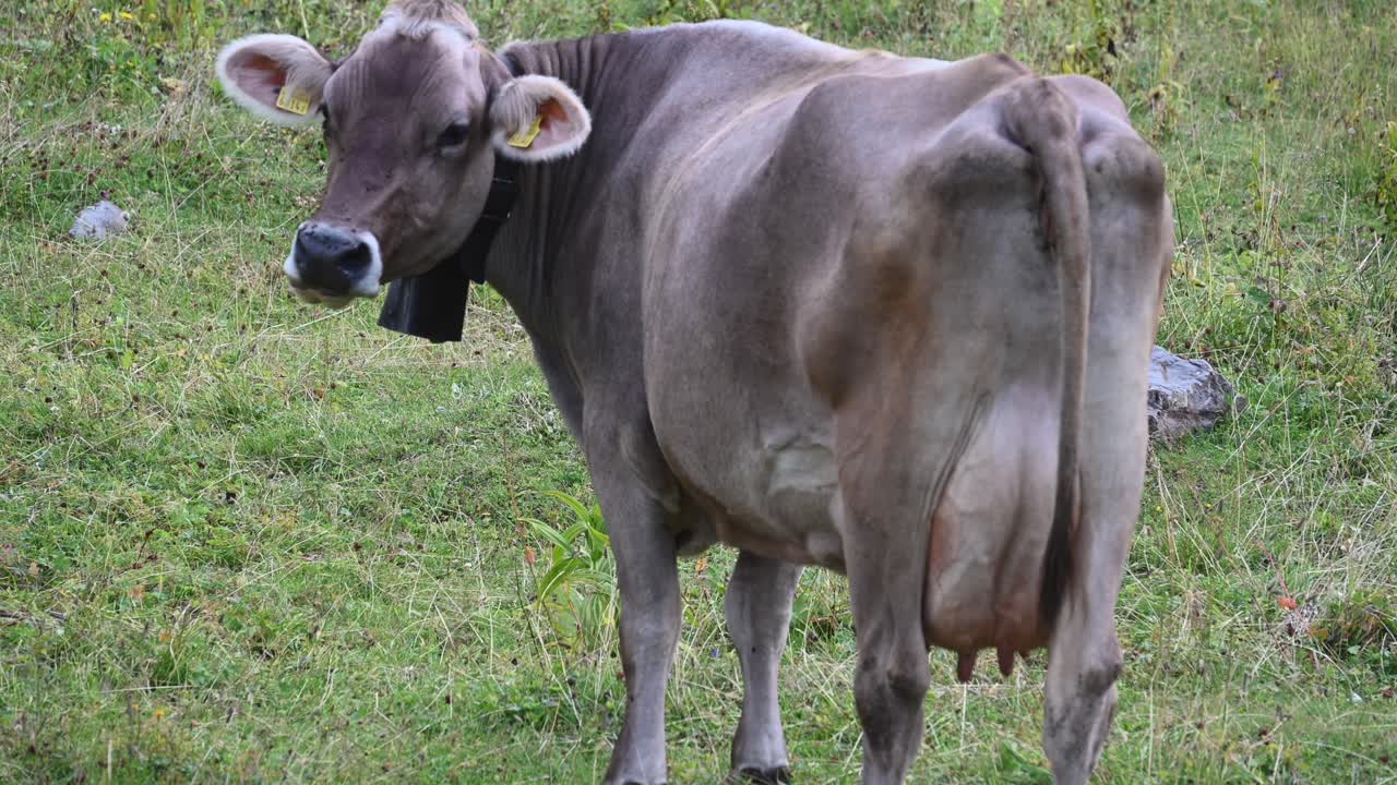 소는 스위스 산, 알프스, 옵발덴의 꽃이 만발한 초원에서 풀을 반추한다