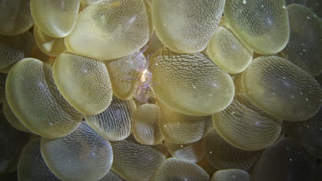 Faszinierende-Aufnahme-Einer-Bubble-Coral-Shrimp,-Die-Langsam-Auf-Der-Weichkoralle-Kriecht