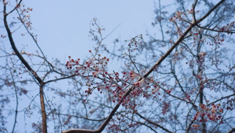 rotational view of snow-frosted branches adorned with bare red berries against a blurred winter background, the icy branches create a natural aesthetic under the soft light of a crisp winter sky