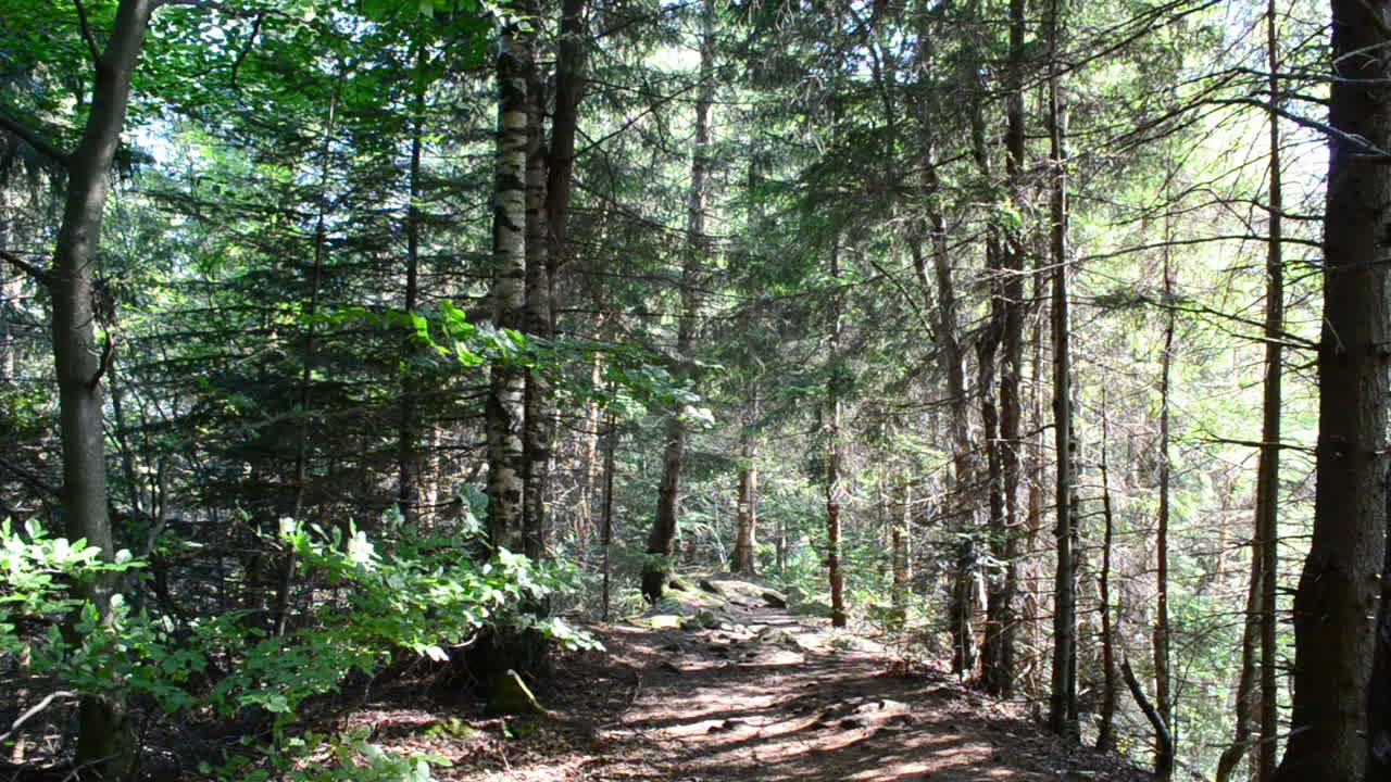 Pini e bosco. Riprese nel bosco di pini