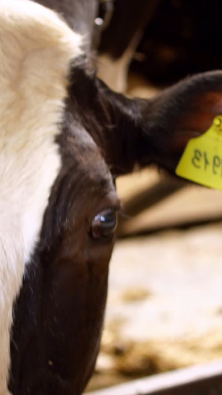 Dairy cows in farm. Feeding cow in the cowshed in dairy farm Vertical video