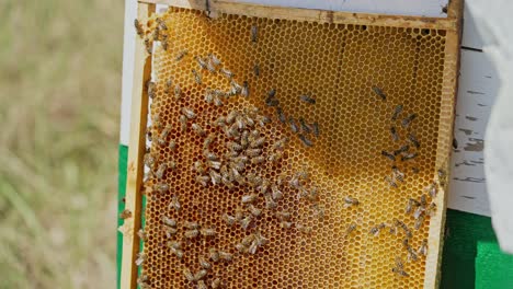 beekeeper harvesting honey. bee on honeycombs with honey slices nectar into cells