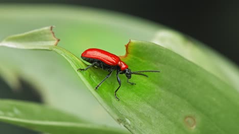 Makro-Eines-Scharlachroten-Lilienkäfers-An-Der-Spitze-Des-Grünen-Blattes