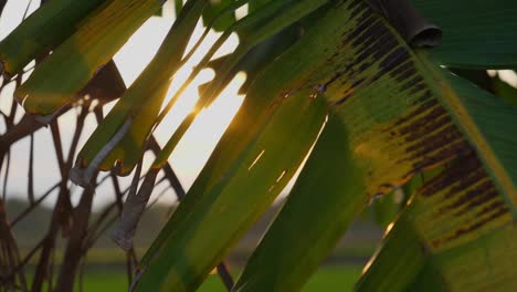 Foco-En-Cámara-Lenta,-Hojas-De-Palmera-Ondeando,-Rayos-De-Sol-Brillantes-En-El-Fondo