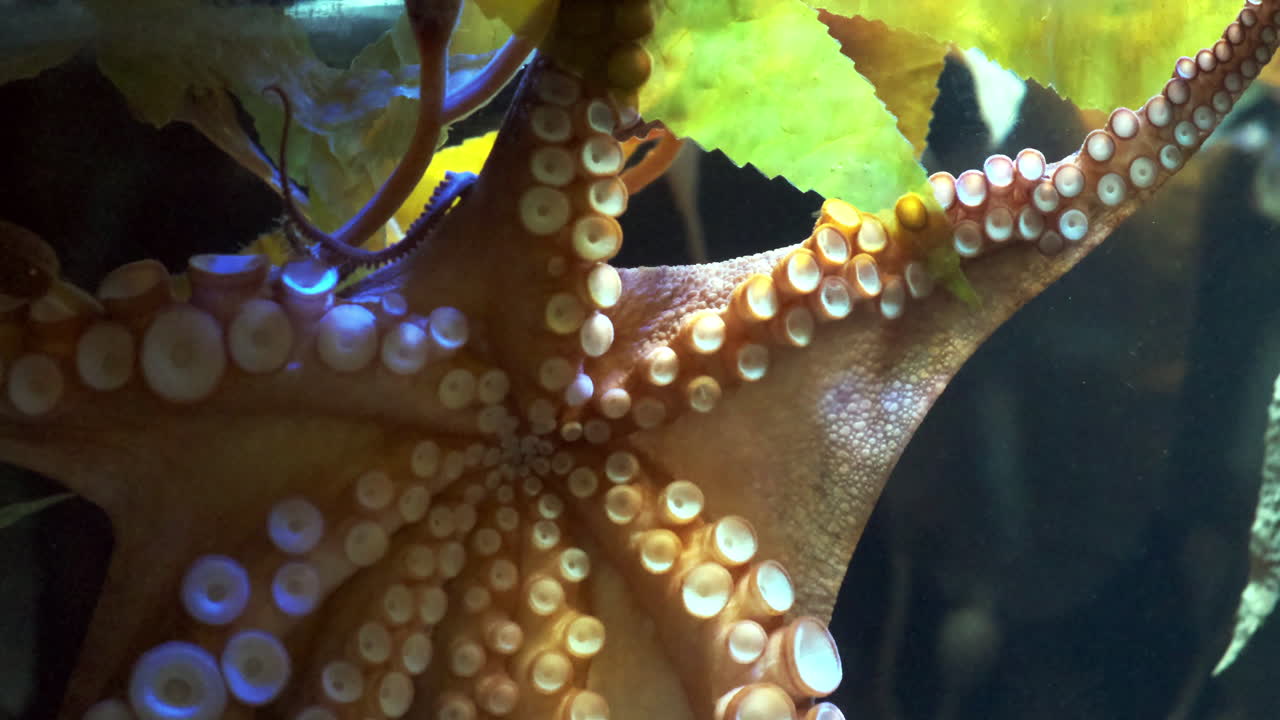 pulpo moviéndose a través del cristal del acuario usando sus tentáculos