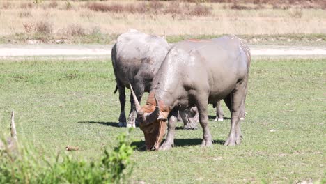 4K-Thai-Buffalo-Grazing-on-Grass-in-a-Farm-Field-Covered-in-Wet-Mud-in-Thailand