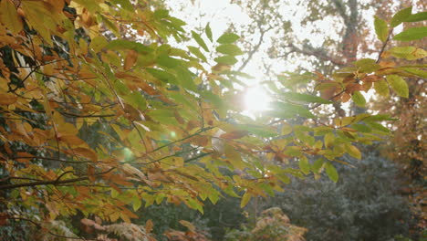 autumn - fall sunlight breaks through trees as camera pans around branch