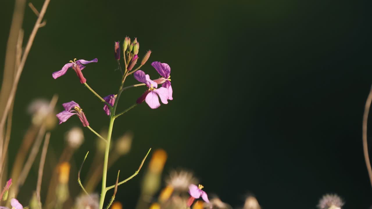 flor silvestre de lunaria rosa delicada que sopla en una suave brisa, primer plano