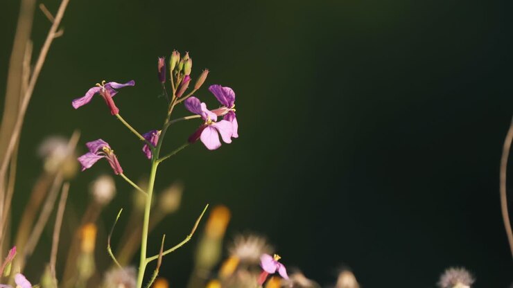 Skjør rosa judaspengeblomst som svaier i mild bris, nærbilde