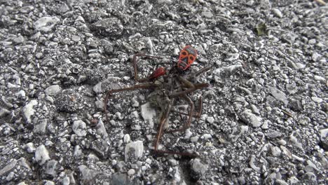 dos escarabajos rojos y negros y una hormiga comiendo una araña muerta