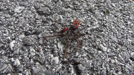 two red-and-black beetles and an ant eating a dead spider