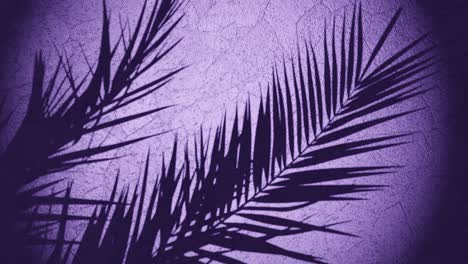 plant-shade-over-wall-moving-from-summer-breeze-,-looping-sequence-3d-rendering-animation-purple-background