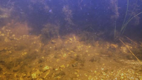 underwater footage of a golden trout in shallow water inyo national forest 2016