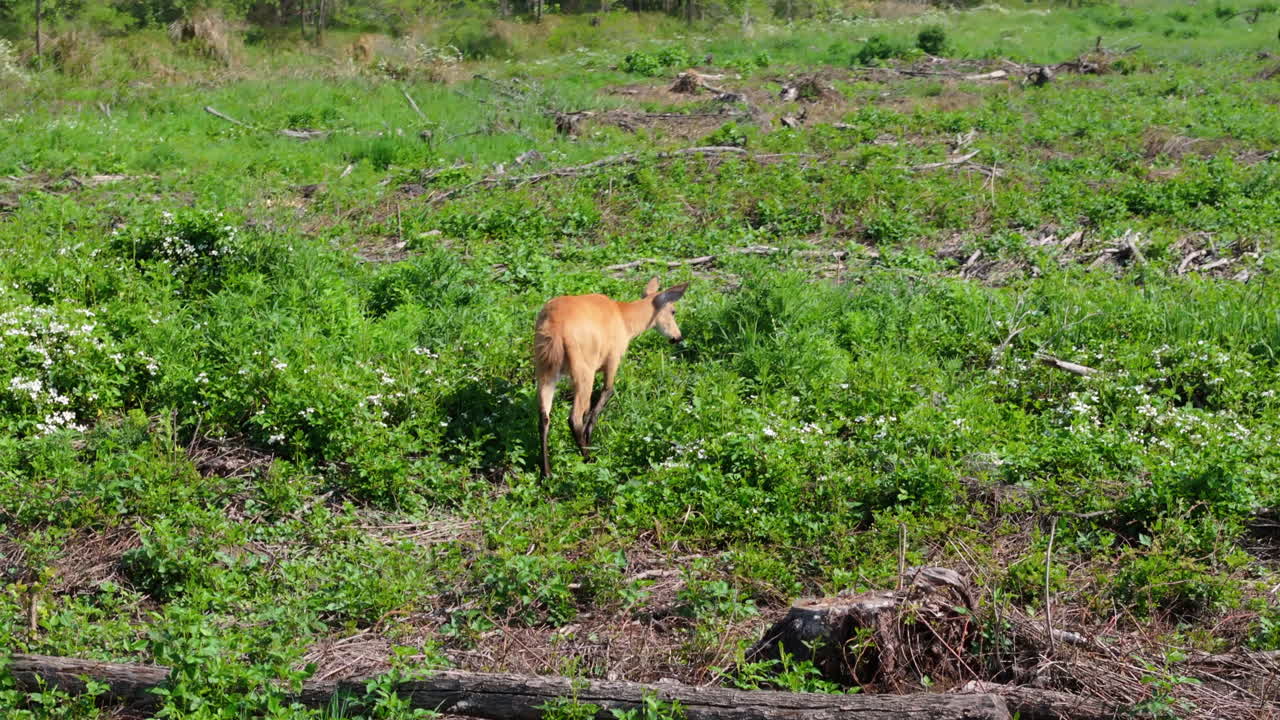 Drone captures a brown deer walking through a meadow with green and dry grass in the natural light