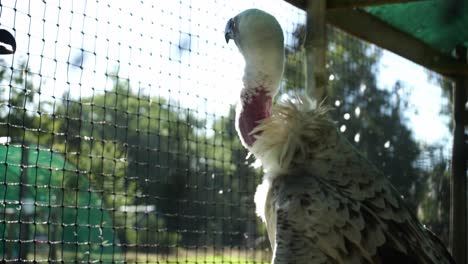 Un-Buitre-En-Un-Aviario-Mueve-Su-Cabeza-Debajo-De-Sus-Alas-Para-Mirar-El-Entorno