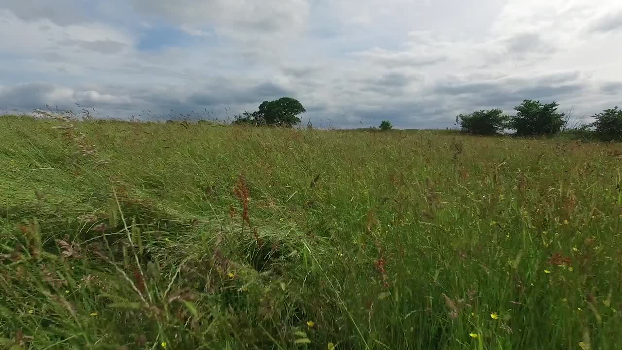 volando a través de un campo con pasto y malezas golpeando la cámara, luego ganando altitud para revelar vastos campos y un pequeño camino rural bordeado de árboles