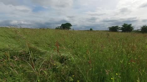 Flying-through-a-field-with-grass-and-weeds-hitting-the-camera,-then-gaining-altitude-to-reveal-vast-fields-and-a-small-country-road-lined-with-trees