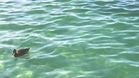 Slow-motion-pan-of-a-duck-resting-on-top-of-the-water