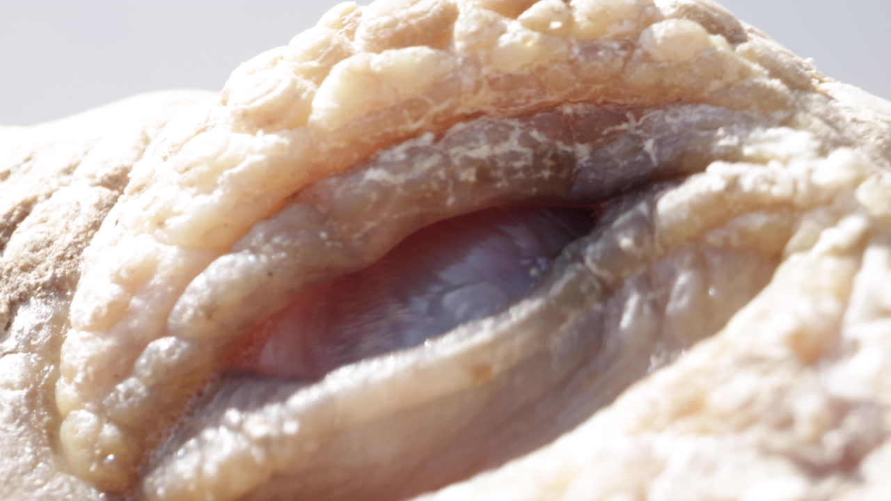 глазное яблоко черепахи крупным планом