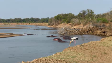 yellow-billed stork (mycteria ibis) trying to find food on the banks of the luangwa river.