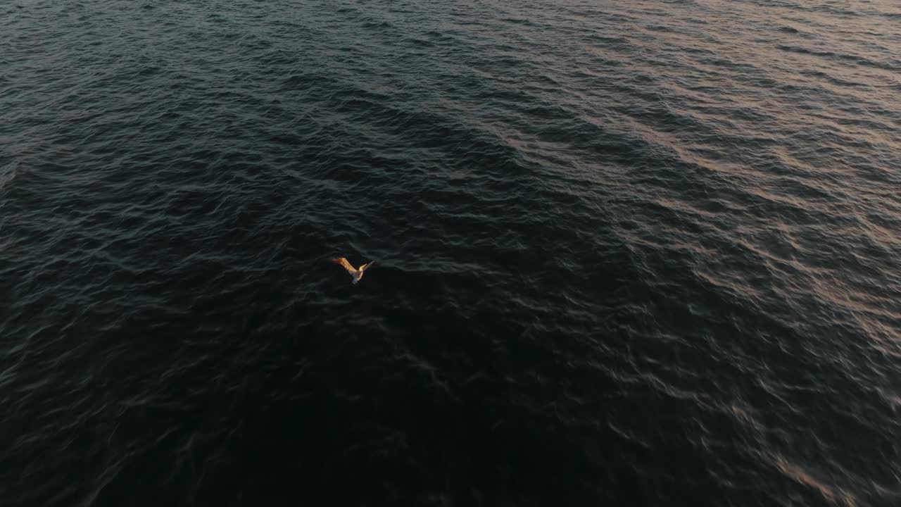 석양에 코스타리카 구아카스테에서 바다 위를 날고 있는 펠리칸 - 추적 샷