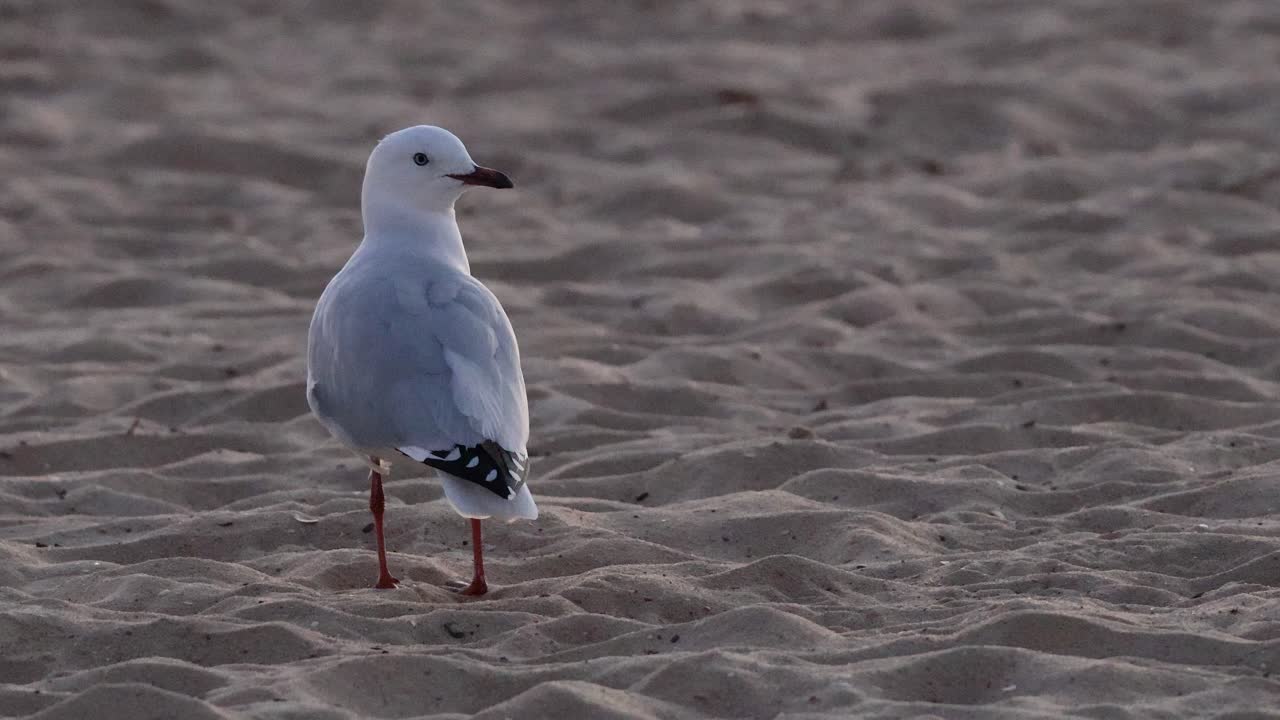 gaviota de pie en la playa de arena