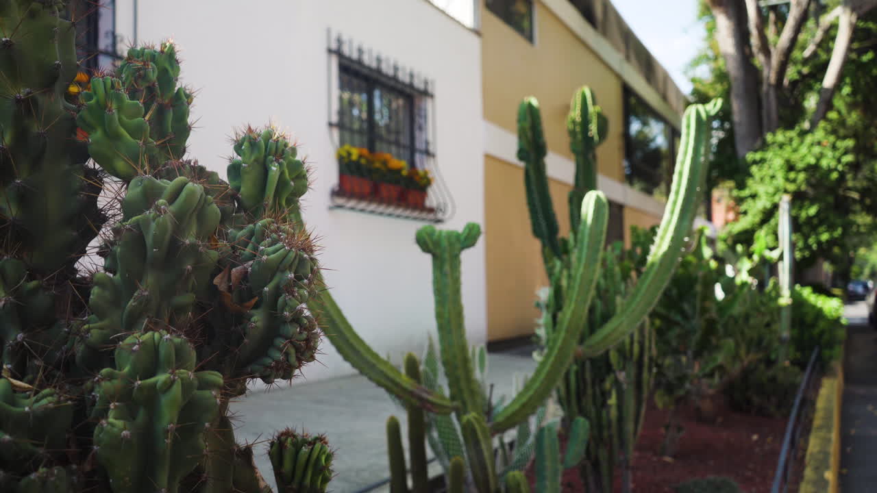 Grupo colorido de cactos com flores em jardim em uma rua tradicional mexicana e um homem passando. Cactos.