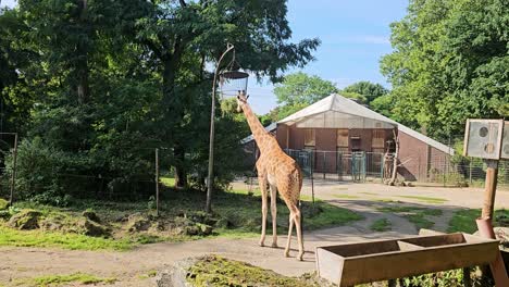 Majestuosas-Jirafas-Masai-Salvajes-Siendo-Alimentadas-En-El-Zoológico-De-Dortmund